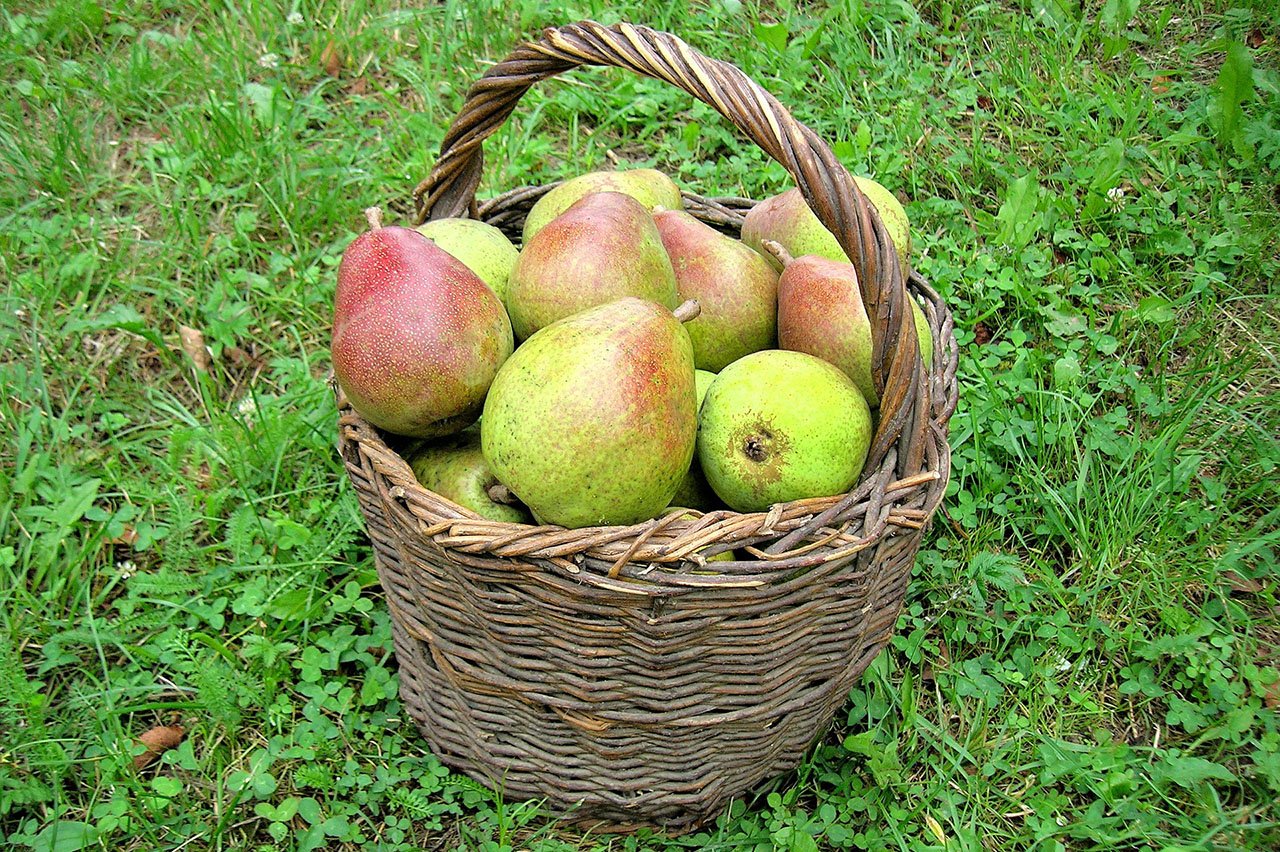 pears-insidepost2